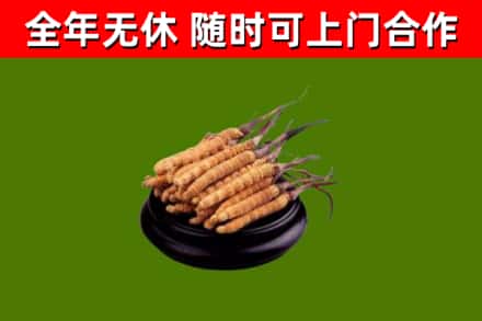 株洲回收冬虫夏草